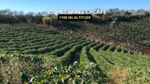 quantos pés de café por hectare devo plantar