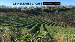 sítio produzindo café à venda em minas
