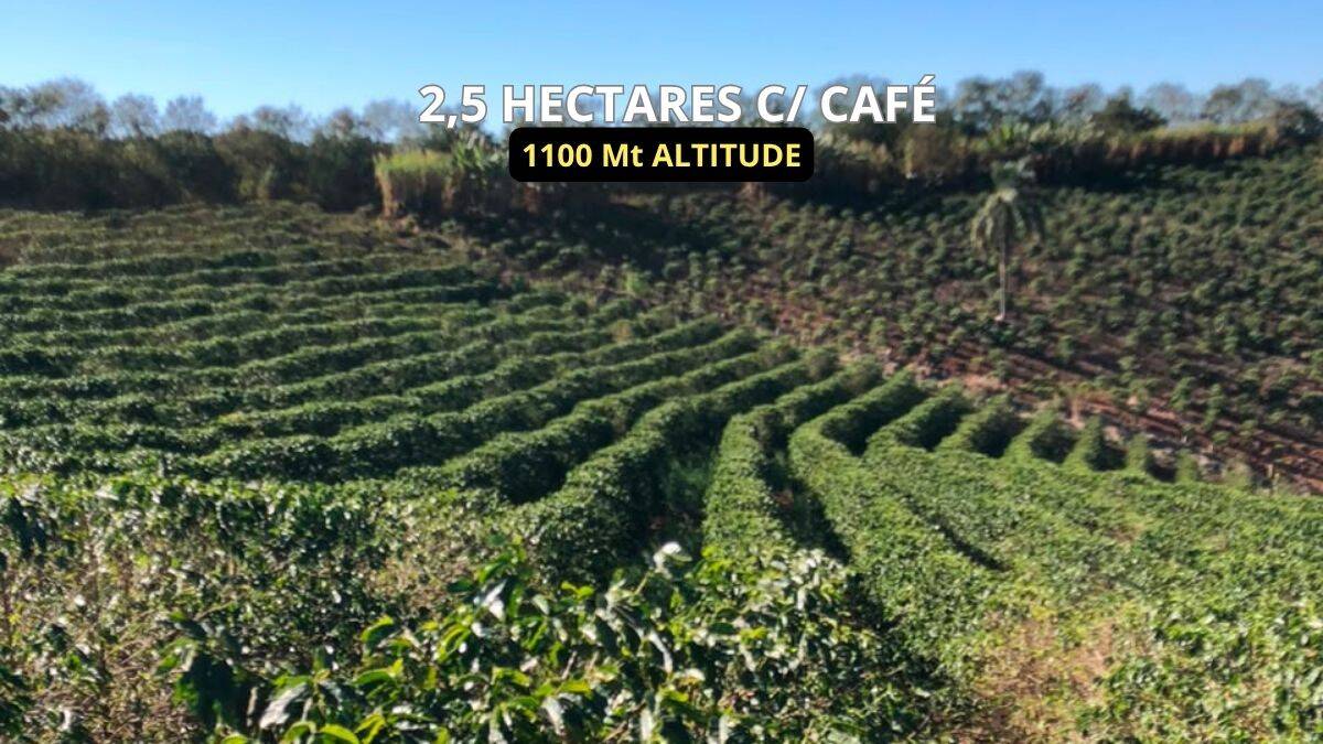quantos pés de café por hectare devo plantar
