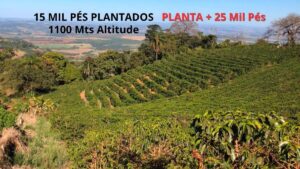 sítio de café em Monte Snto de Minas a Venda